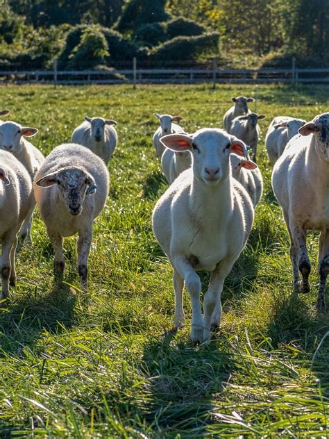 Grass-Fed Meat — Clagett Farm