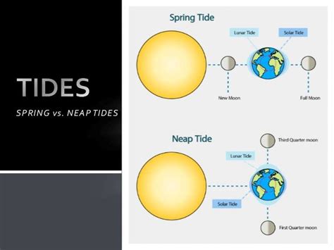 The Moon and Tides - Spring vs. Neap Tides