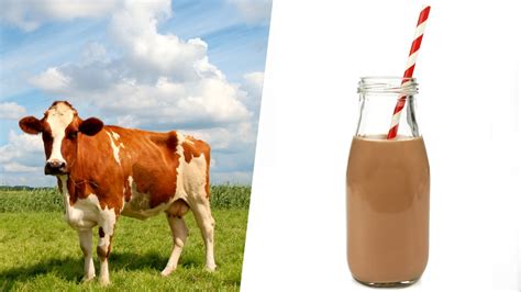 Does chocolate milk comes from brown cows? - TODAY.com