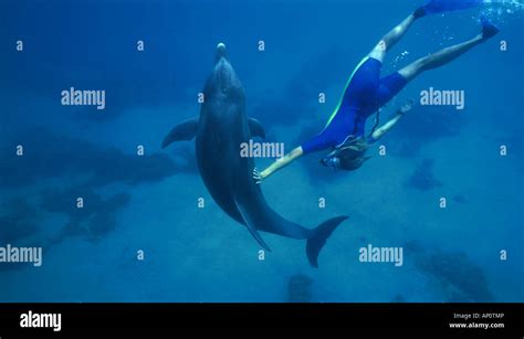 Dolphin with trainer Stock Photo - Alamy