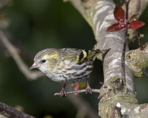 Eurasian Siskin - BirdForum Opus | BirdForum