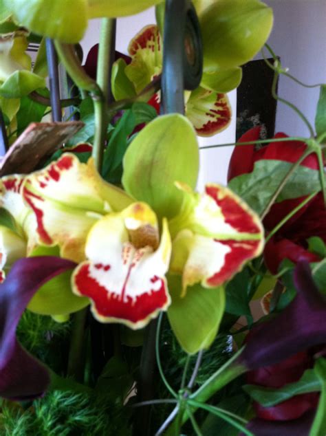 Close up of new variety of Cymbidium Orchid | Cymbidium orchids, Floral ...