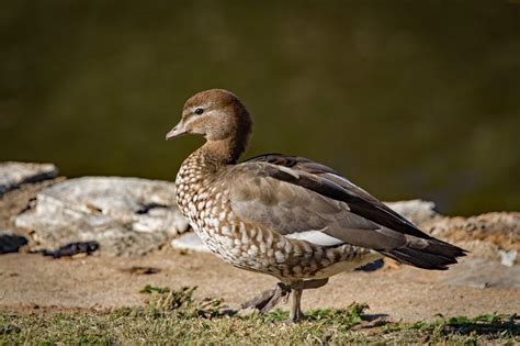 The 86 best Australian Water Birds images on Pinterest | Aqua ...