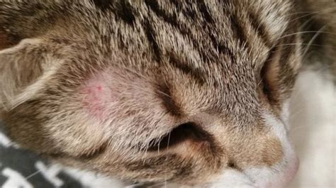 Why Your Cat May be a Ringworm Carrier