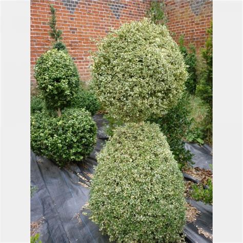 Buxus sempervirens Bird – Topiary Arts