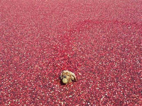 "Are they ready yet?" Cranberry Bog in central Wisconsin.