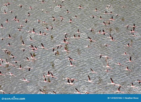 Greater and Lesser Flamingos, Lake Bogoria, Kenya, Africa Stock Photo ...