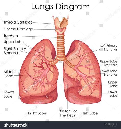 5,641 Lobes Anatomy Lungs Images, Stock Photos & Vectors | Shutterstock