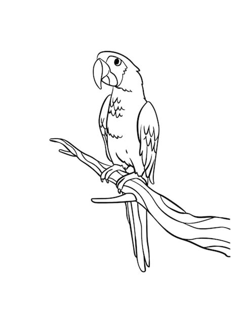 Share more than 163 parrot outline drawing latest - seven.edu.vn