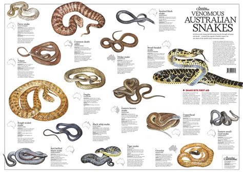 Of the world’s deadliest snakes, numbers 1 to 11 come from Australia ...