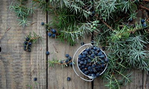 The health benefits of juniper berries | MamasLatinas.com