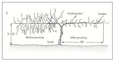 Pruning Muscadine Grapes | N.C. Cooperative Extension