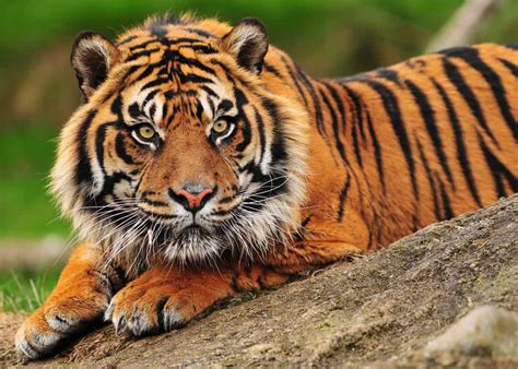 9 Types of Tigers: Guide to All Subspecies (Size, Population, Illegal ...