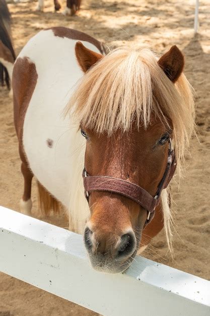 Premium Photo | Mini dwarf horse in a pasture