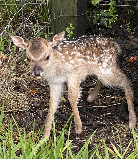 Open Range Zoo | Alvin, TX -- Bayou Wildlife Zoo