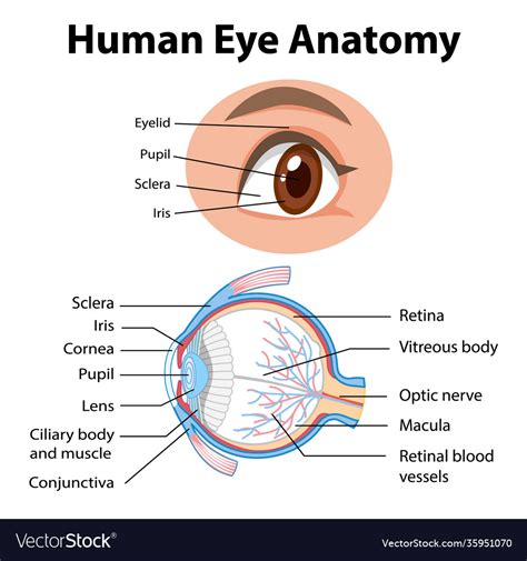 Human Eye Diagram Labeled