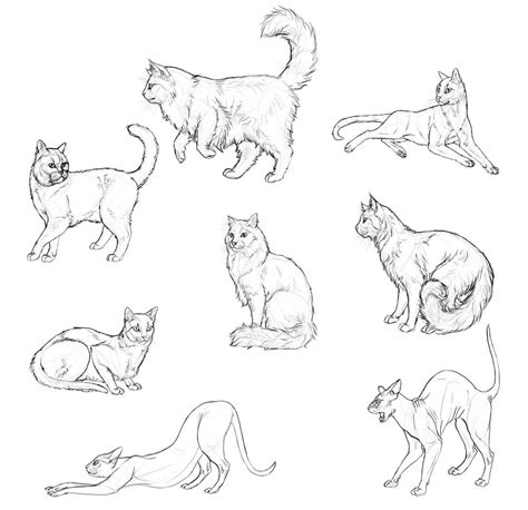 Cat Anatomy Drawing at GetDrawings | Free download