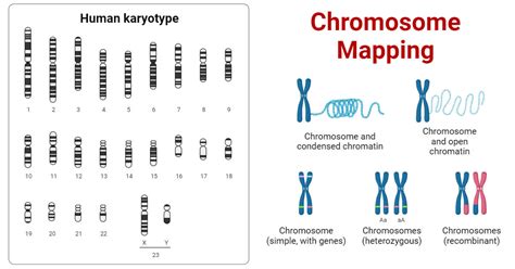 Chromosome Mapping: Definition, Types, Importance