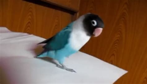 The funniest dancing parrot you’ve ever seen