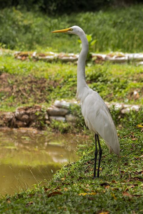 Heron White Bird - Free photo on Pixabay - Pixabay