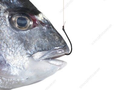 Hooked fish - Stock Image - F003/0716 - Science Photo Library