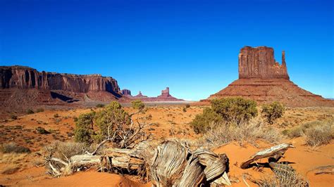 Download wallpaper 1600x900 desert, drought, canyon, roots, bushes ...