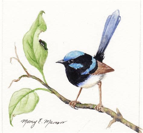 Blue wren in a nestbird | superb blue wren watercolour variegated wren ...