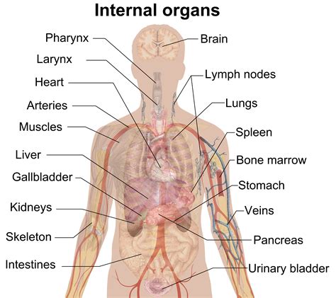 File:Internal organs.png - Wikipedia