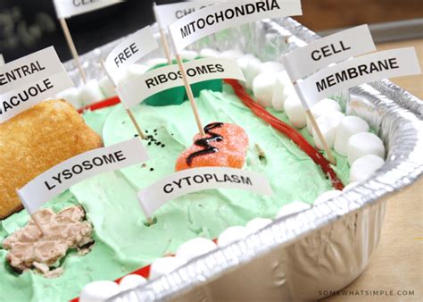 Edible Plant Cell Model Cake (+ Labels) - Somewhat Simple