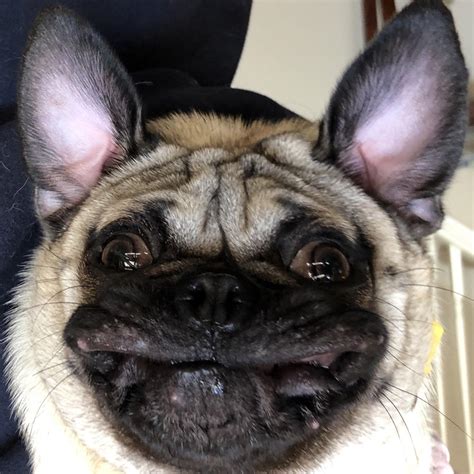 The upside down pic of my upside down pug is a bit disturbing. : r/pugs