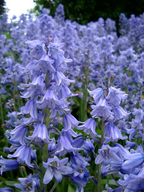 Free Stock photo of Glade of colorful blue bells | Photoeverywhere