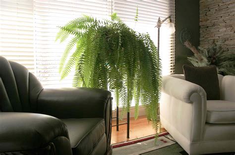 Tips for Growing Ferns Indoors