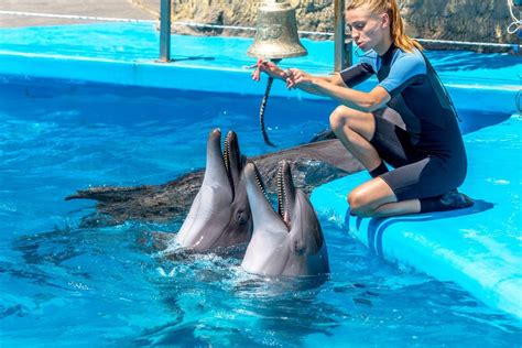 Dolphin and Marine Trainer - Salary, How to Become, Job Description ...