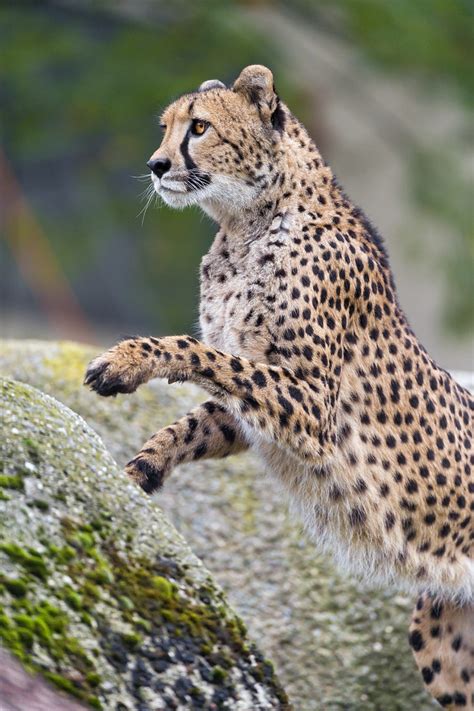 Jumping cheetah mother | Picture of the mother cheetah jumpi… | Flickr