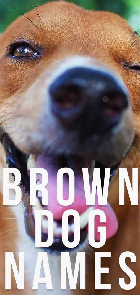 Brown Dog Names - Find The Perfect Name For Your Pup