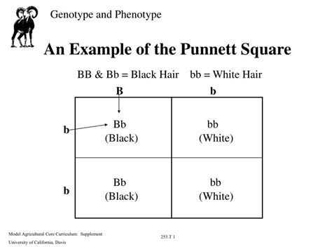 Punnett Square Template