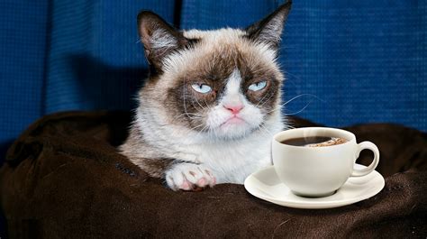 Grumpy Cat Coffee Cup Blank Template - Imgflip