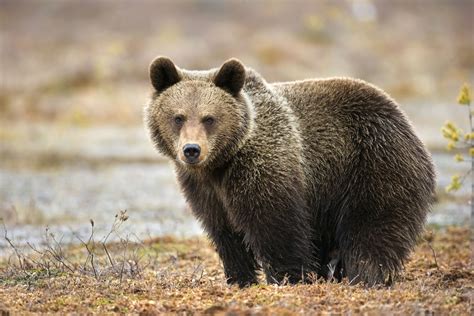 10 Essential Facts About Bears