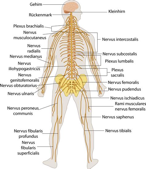 Nervous System Diagram Anatomy System Human Body Anatomy Diagram | The ...