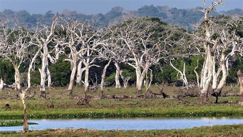 Yala National Park Top Tours and Tips | experitour.com