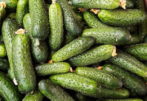 Tips for Harvesting Slicing and Pickling Cucumbers | When to harvest ...