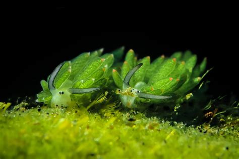 Leaf Sheep Sea Slug: Meet Nature’s Tiny Wonder