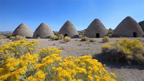 Yellow sagebrush blooming in Ward Charcoal Ovens State Historic Park ...