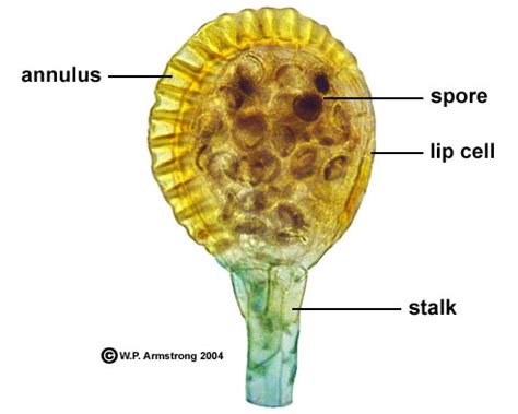 Fern Sporangium