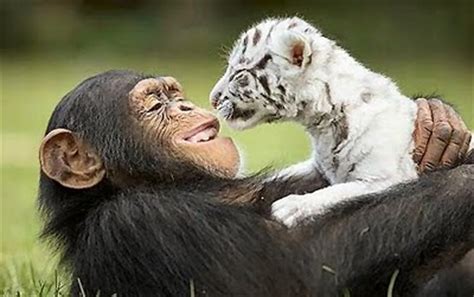 15 Pictures Of Unlikely Animal Friends