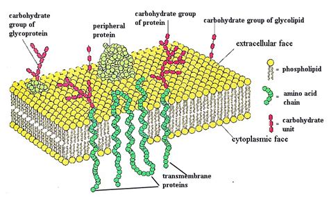 Membrane Structure - 17 June 2011 - BioInformatics Pakistan