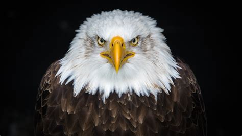 3840x2160 Bald Eagle 8k 4K ,HD 4k Wallpapers,Images,Backgrounds,Photos ...