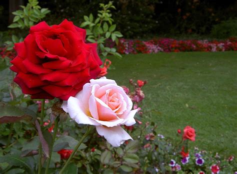 Rose Flower Garden - Flower HD Wallpapers, Images, PIctures, Tattoos ...