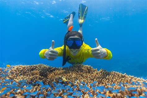 Great Barrier Reef Tours | Half Day | Cape Tribulation Snorkel Tour