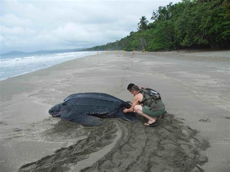 Costa Rica Leatherback Turtles — SEE Turtles